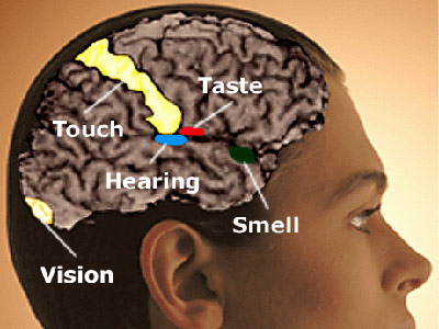 synesthesia-brain